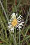 Thistleleaf aster